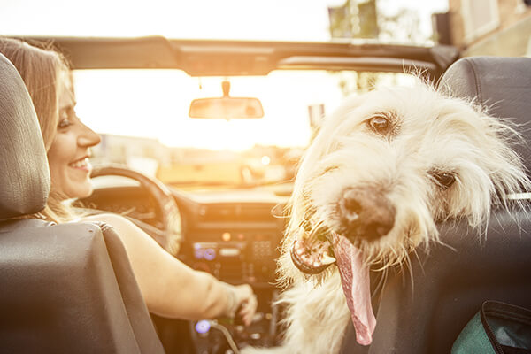 summer time dog in car