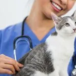veterinarian macomb county